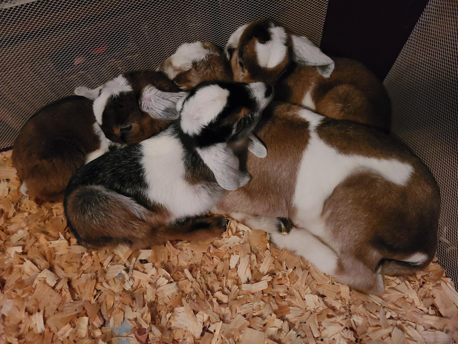 Just look at that cuddle puddle…